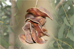 Acacia auriculiformis